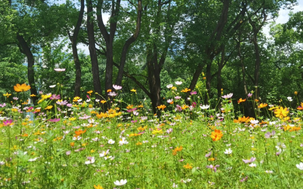 [图]【花海重逢】记录身边的时光印记