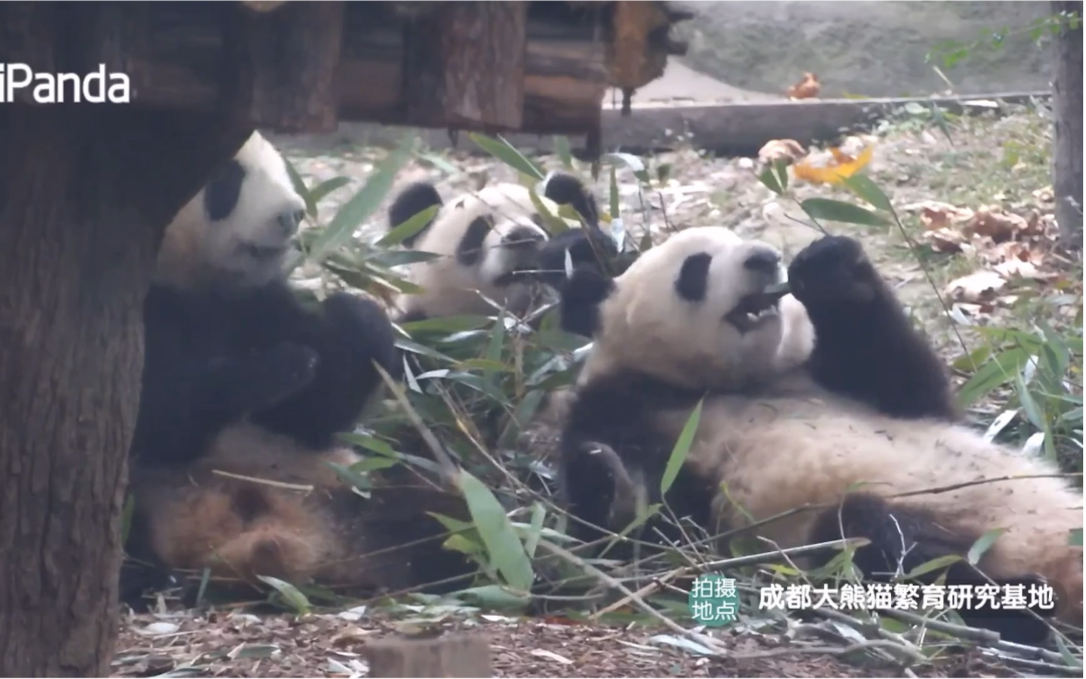 [图]【绩笑成风成浪】搬离母子后继续勇敢闯！祝愿三姐妹越来越好！！！