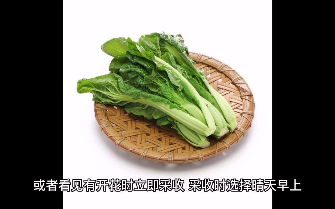 芥蓝菜的种植哔哩哔哩bilibili