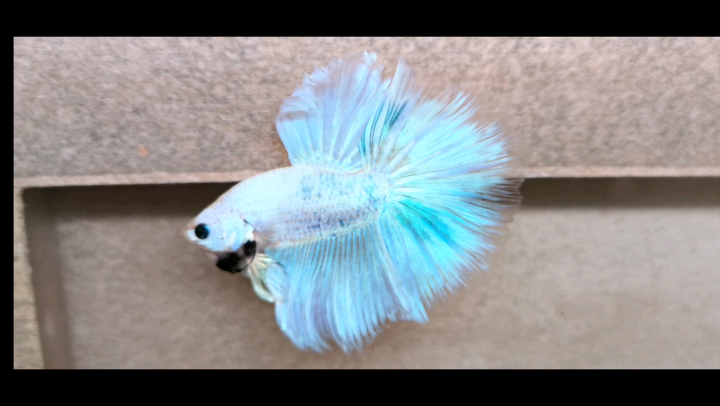 精品荧光半月,今天拍品,泰国斗鱼