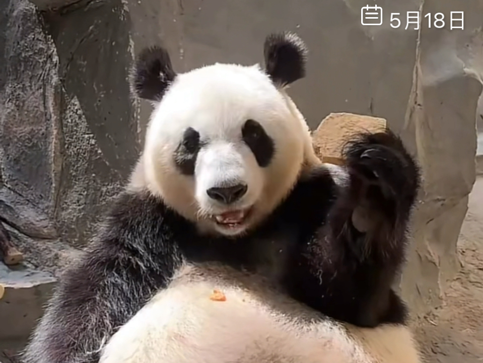 大熊猫星安资料图片