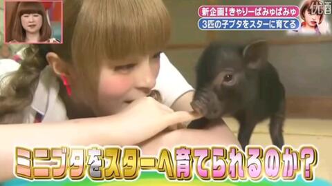 天才志村动物园 13 日本综艺彭薇薇卡莉怪妞变身养猪女孩 哔哩哔哩 Bilibili