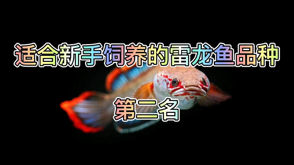 适合新手饲养的雷龙鱼品种,七彩雷龙!哔哩哔哩bilibili