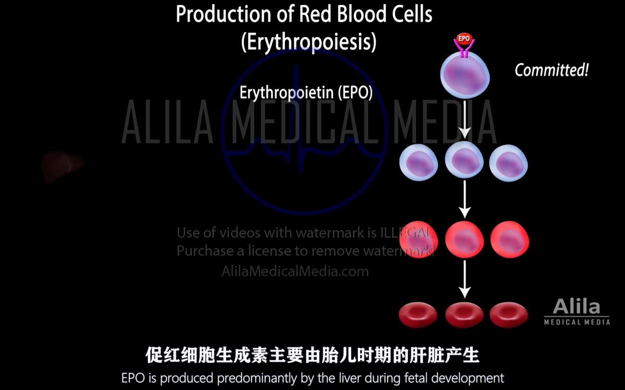 【Alila Medical Media】64.血细胞的生成哔哩哔哩bilibili