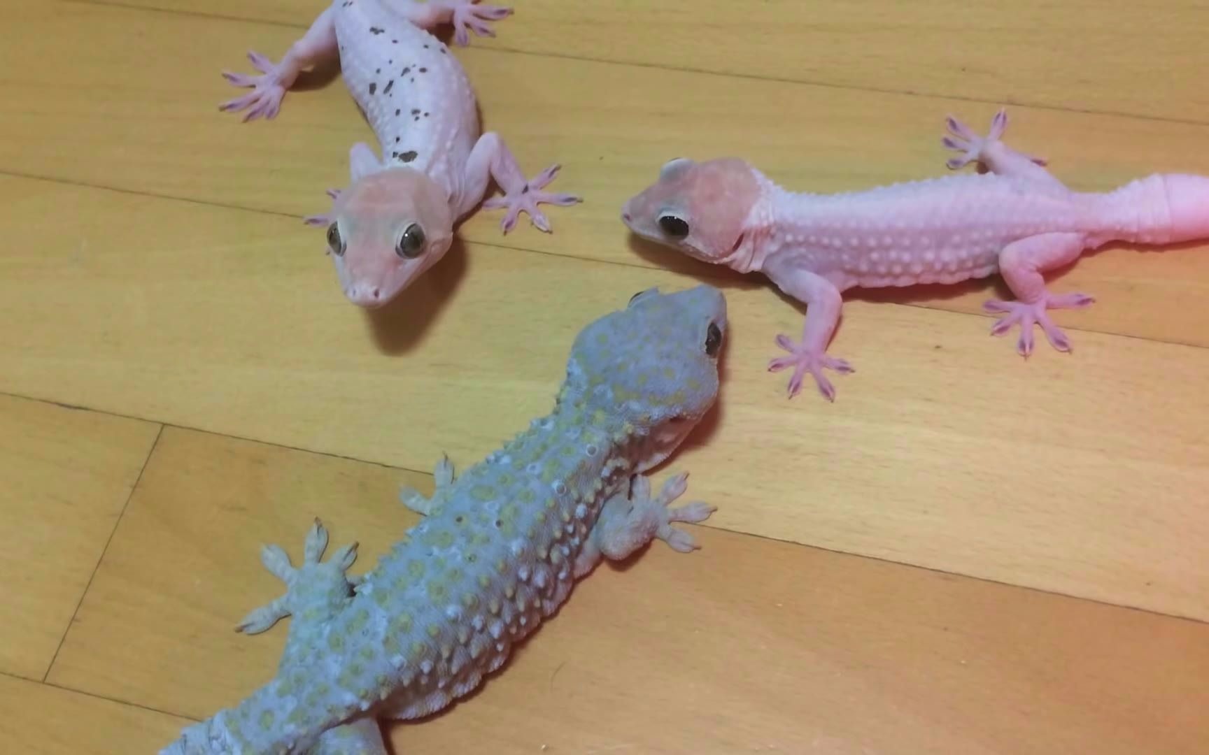 一对跳舞的小蜥蜴在一起!_哔哩哔哩 (゜-゜)つロ 干杯~-bilibili