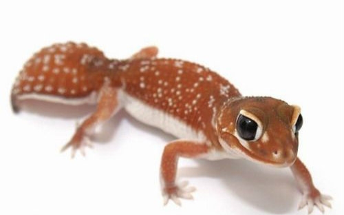 animalbytestv带你看瘤尾守宫守宫中的劳斯莱斯