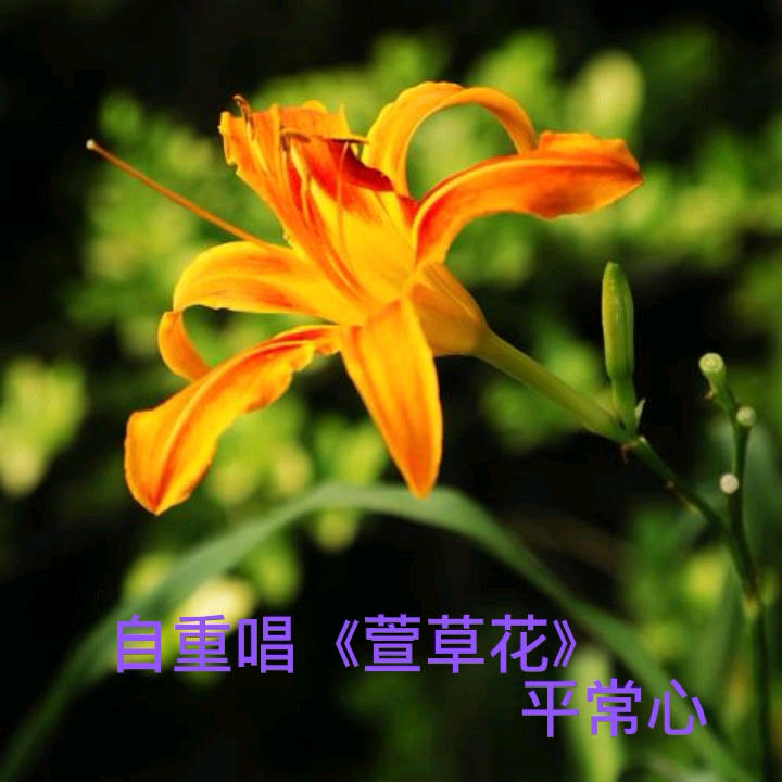 自重唱《萱草花》