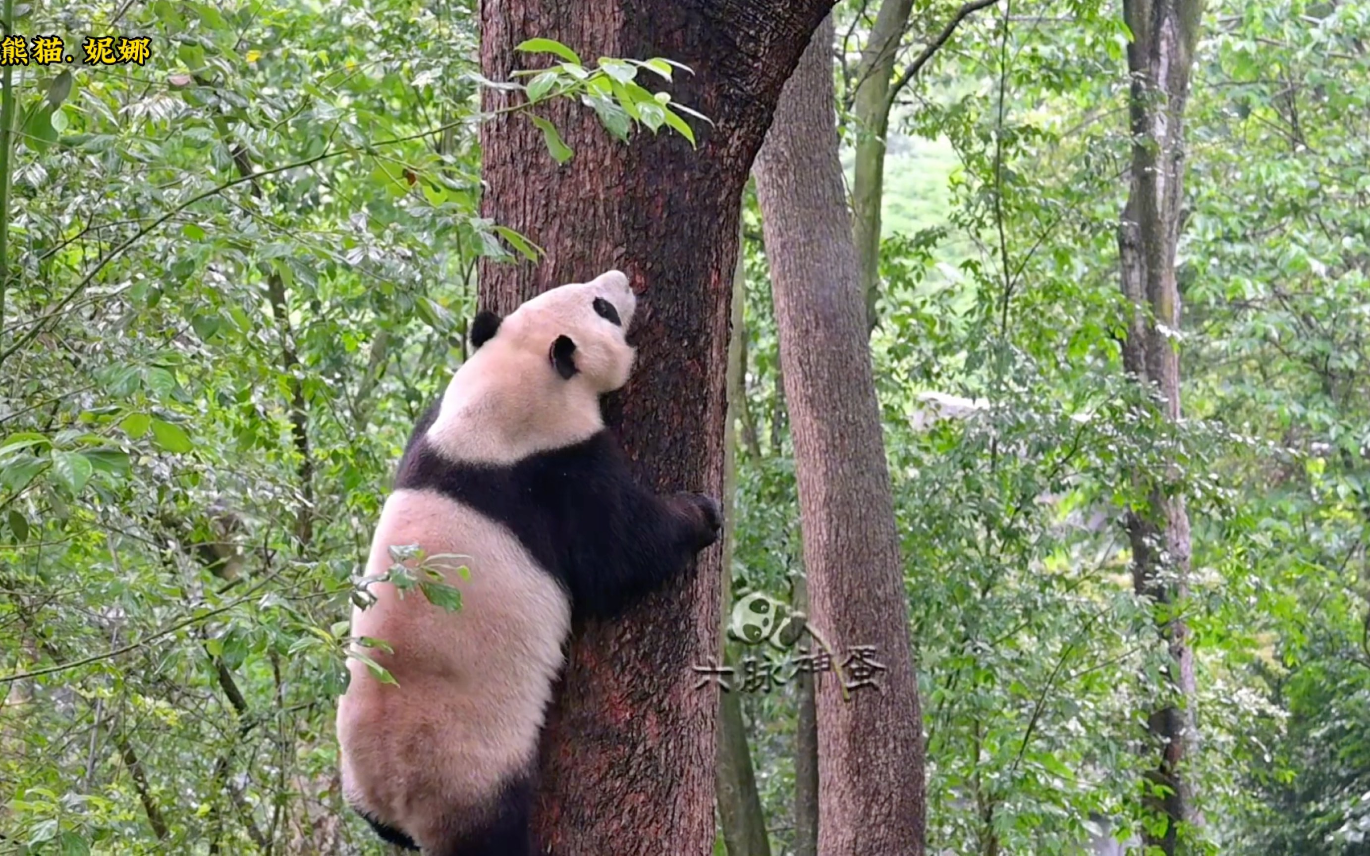 大熊猫上树图片爬树图片