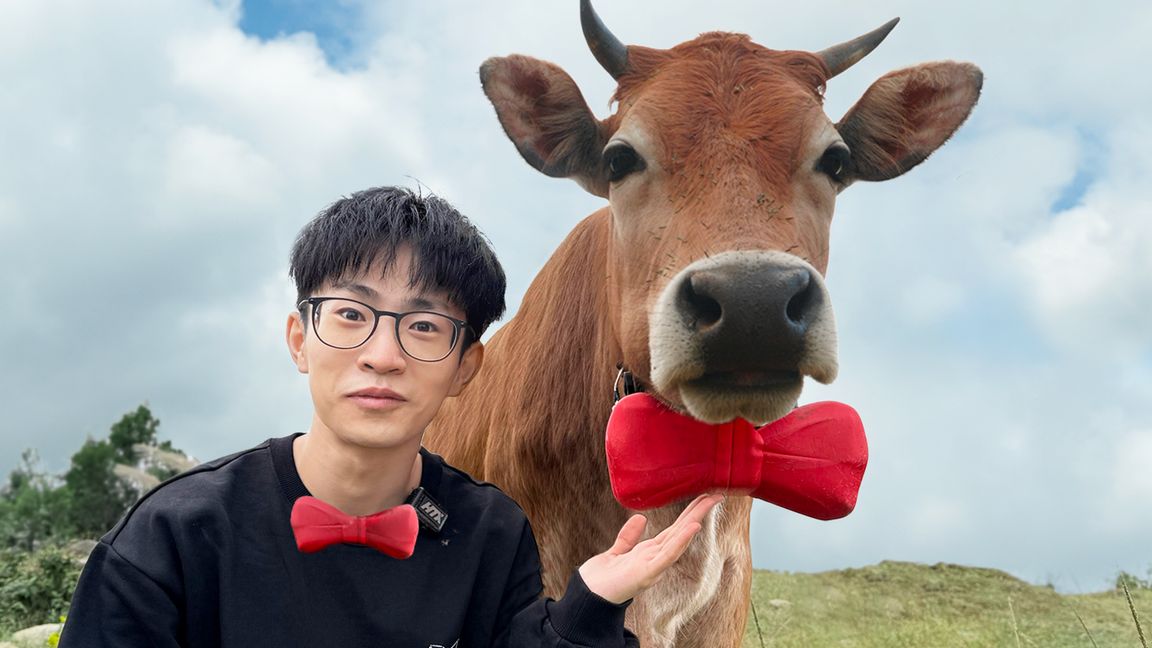 为了帮粉丝放牛,我们做了这个...