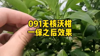 下载视频: 091无核沃柑保，一保之后的效果