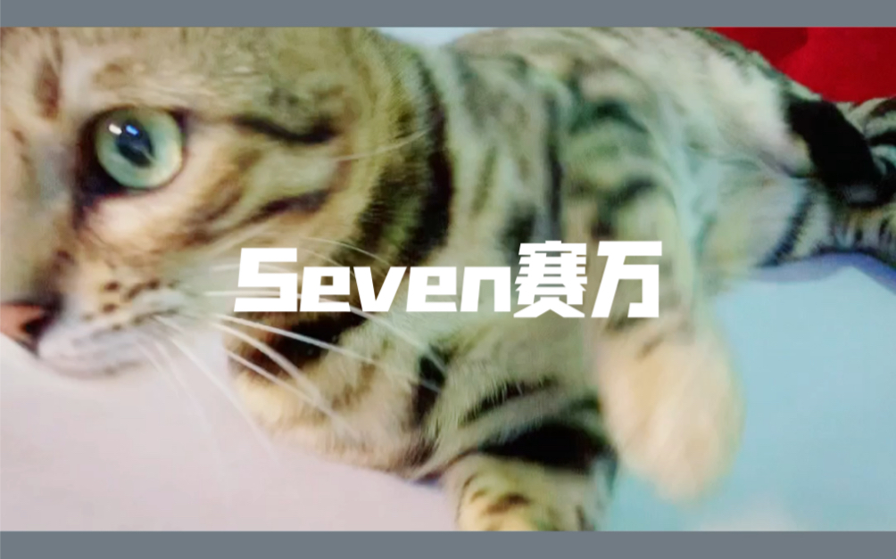 [图]Miss Seven，豹麒麟家Seven赛万小姑娘，漂亮可爱的戏精