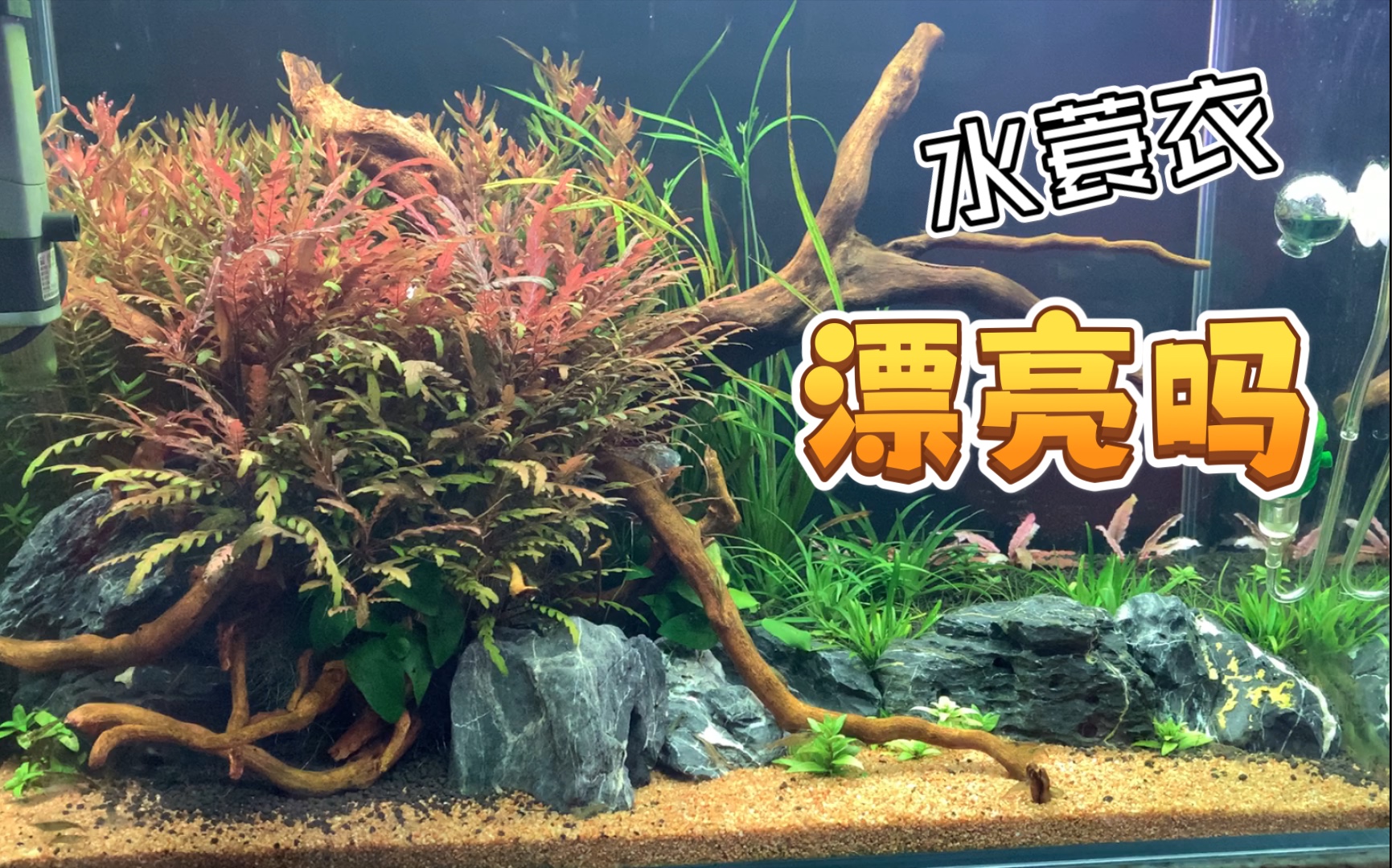 60草缸初成景,状态满满的水蓑衣哔哩哔哩bilibili