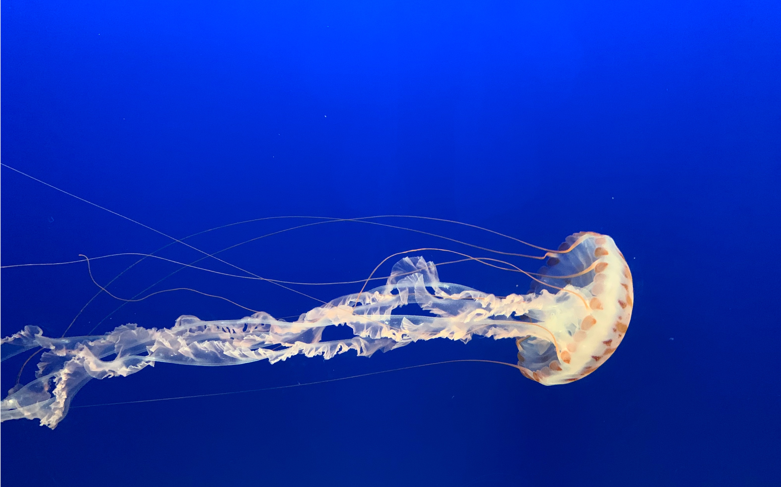 水母】荧光小可爱们