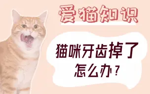 Download Video: 猫咪牙齿掉了怎么办？