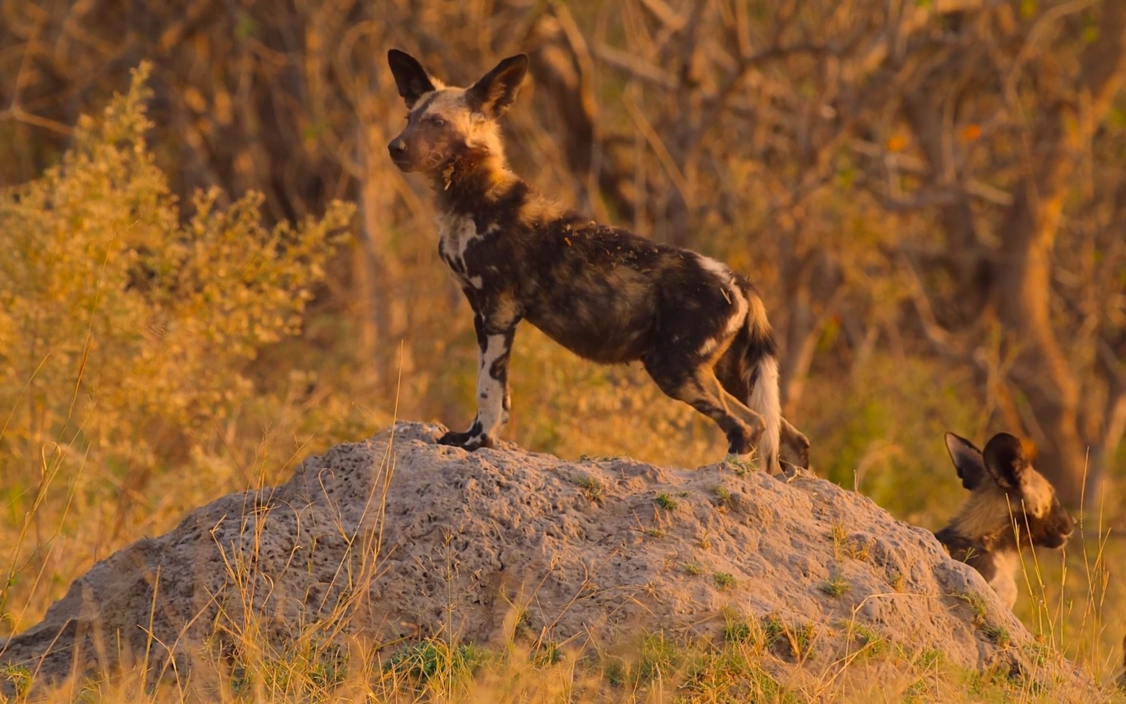 纪录片【野生动物宝宝】剪辑—野狗宝宝的领袖成长路