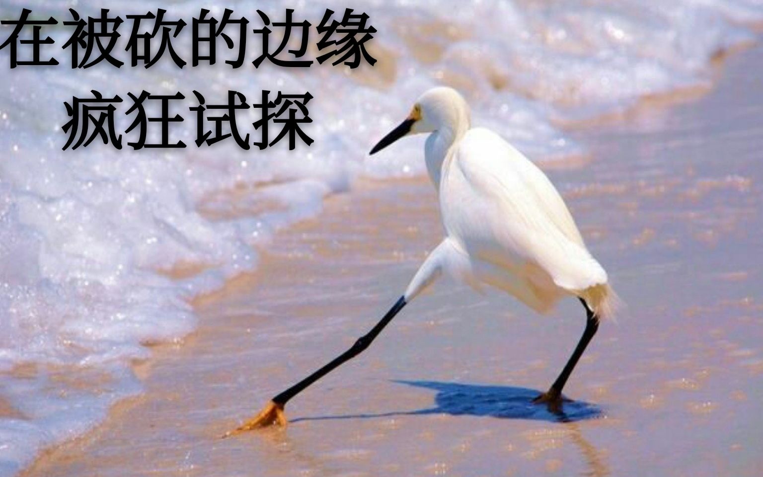 最后的春时素材了._哔哩哔哩 (゜-゜)つロ 干杯~-bilibili