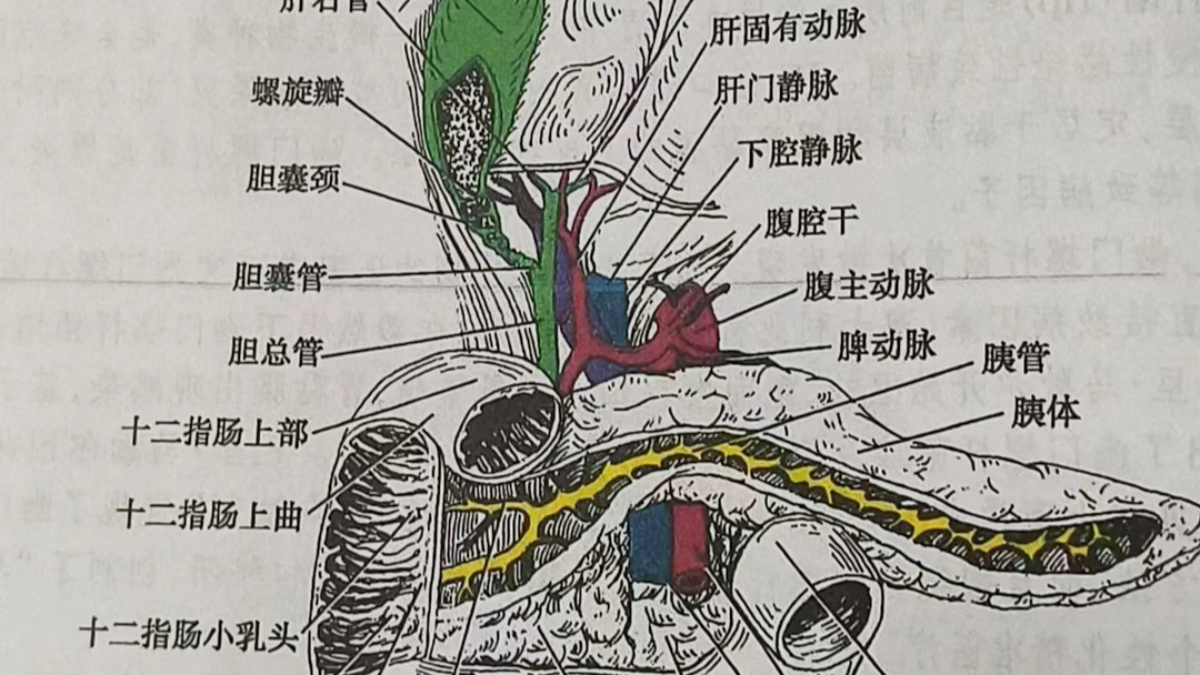 阿芫要长脑子了 我的最新作品