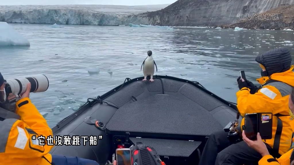 一只企鹅被虎鲸群追杀,慌忙之中它跳上了游客的船