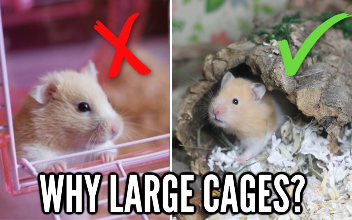 [图]【Victoria Raechel中字】为什么必须用大笼子养仓鼠？难道用小笼子就是在害它？｜Why hamsters need LARGE cages