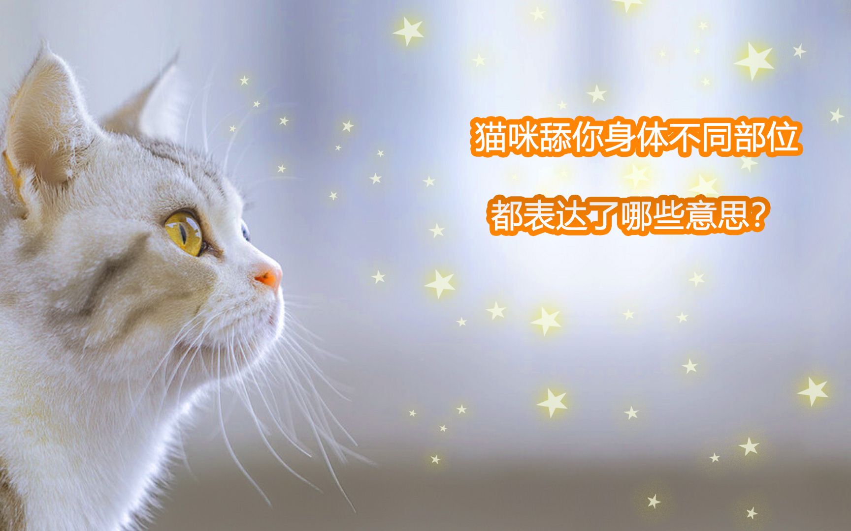 猫咪舔你不同部位都表达了哪些意思哔哩哔哩bilibili