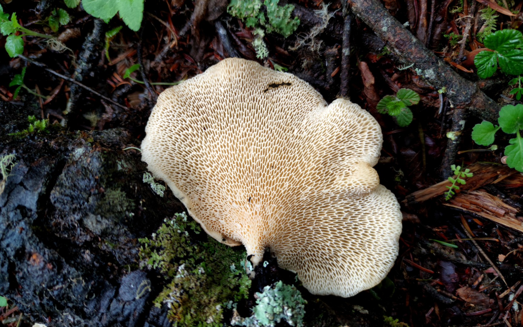 大孔菌——摄于云南雨崩村
