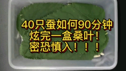 五龄蚕究竟有多能吃!快来围观!!!哔哩哔哩bilibili