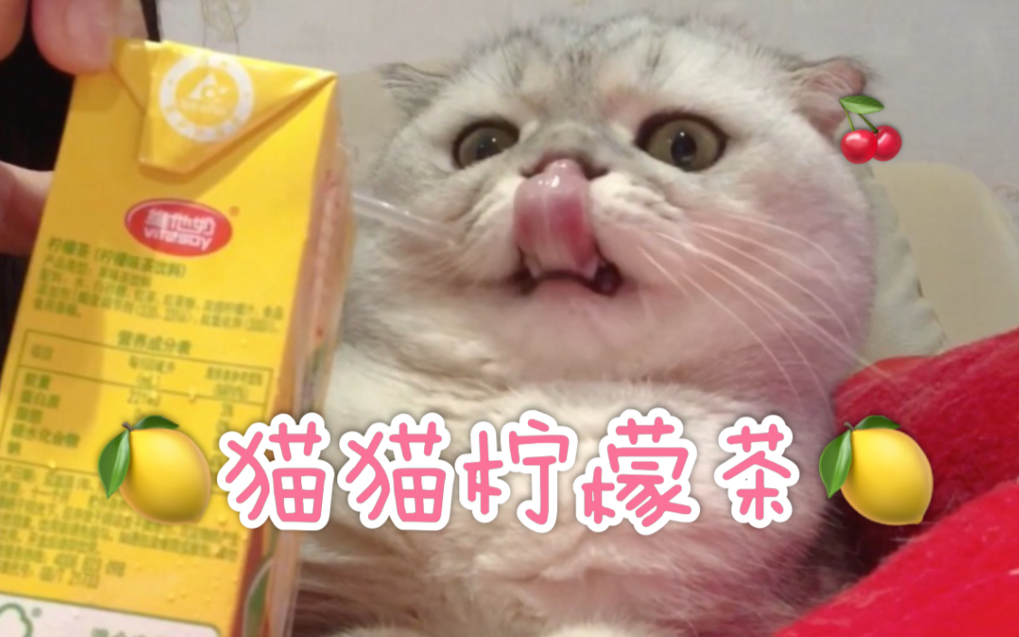 活动作品邀请猫猫喝柠檬茶