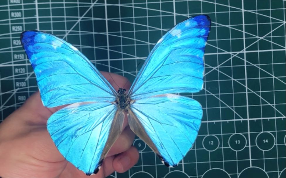 枯闪蝶major亚种