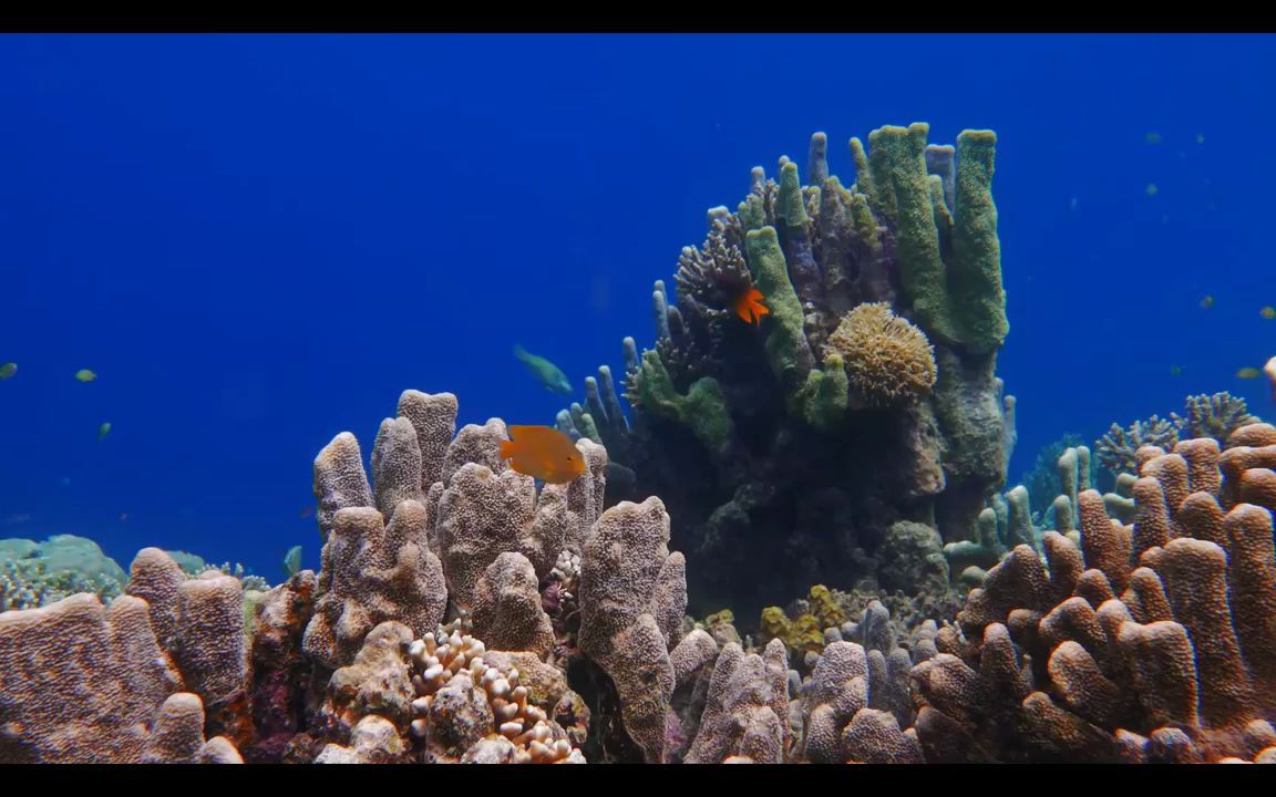 海藻水草海龟海豚鲨鱼鲸鱼海底鱼群海洋主题海底世界蓝色海洋海藻水草