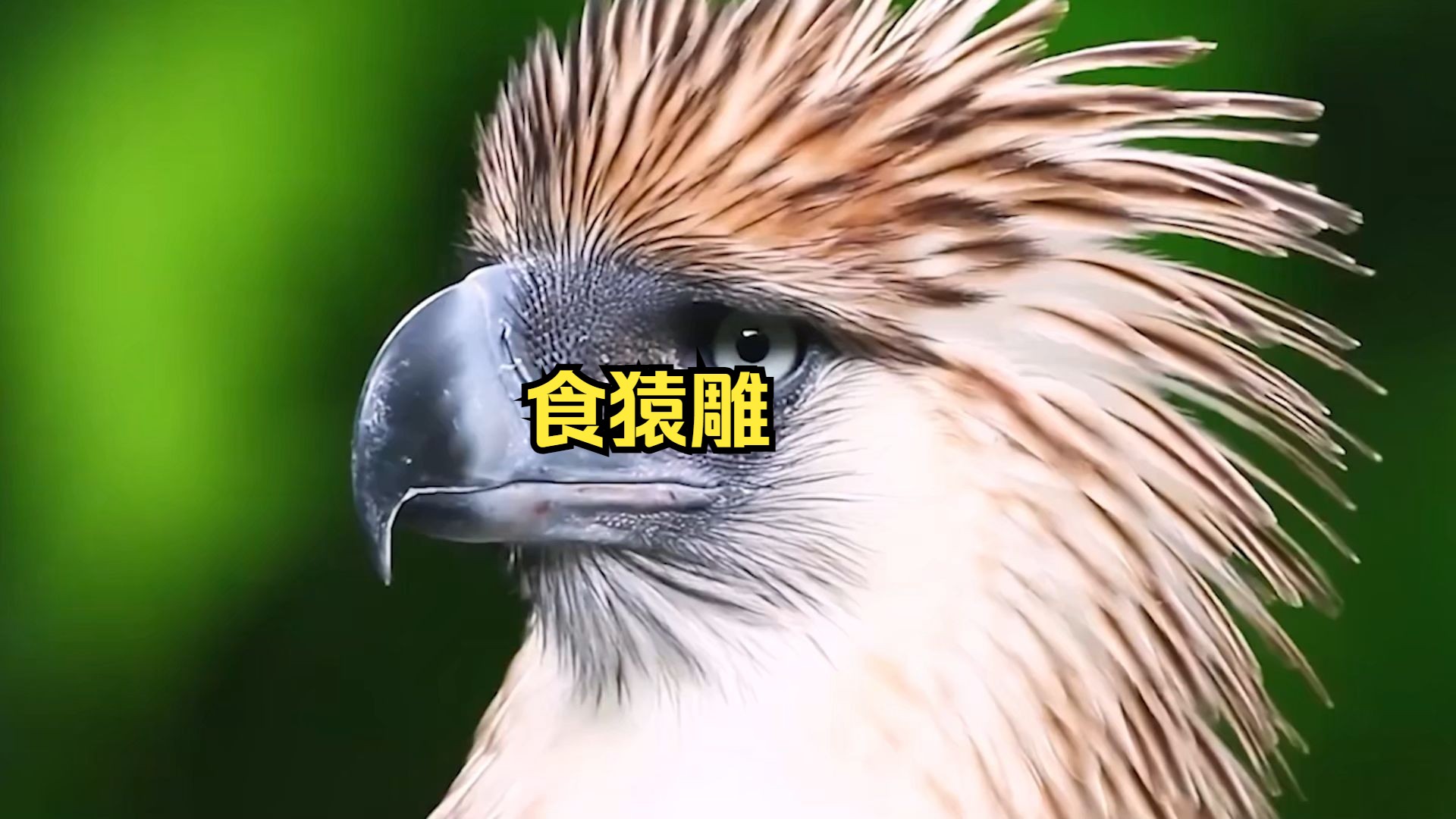 喜欢吃猴子的鸟,食猿雕!现存最大的沙雕