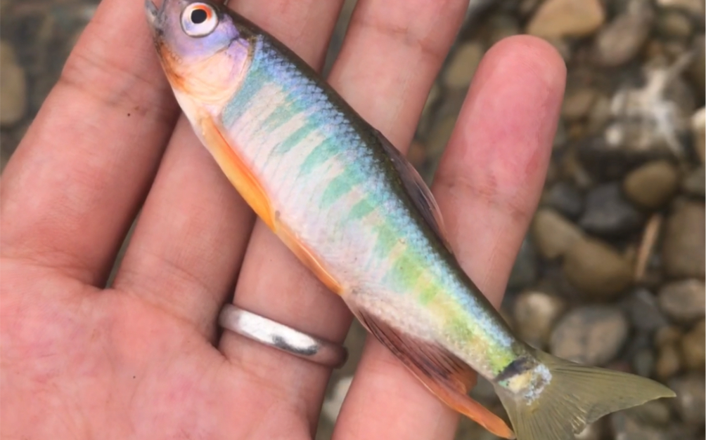 路亚马口,溪流路亚,彩色马口