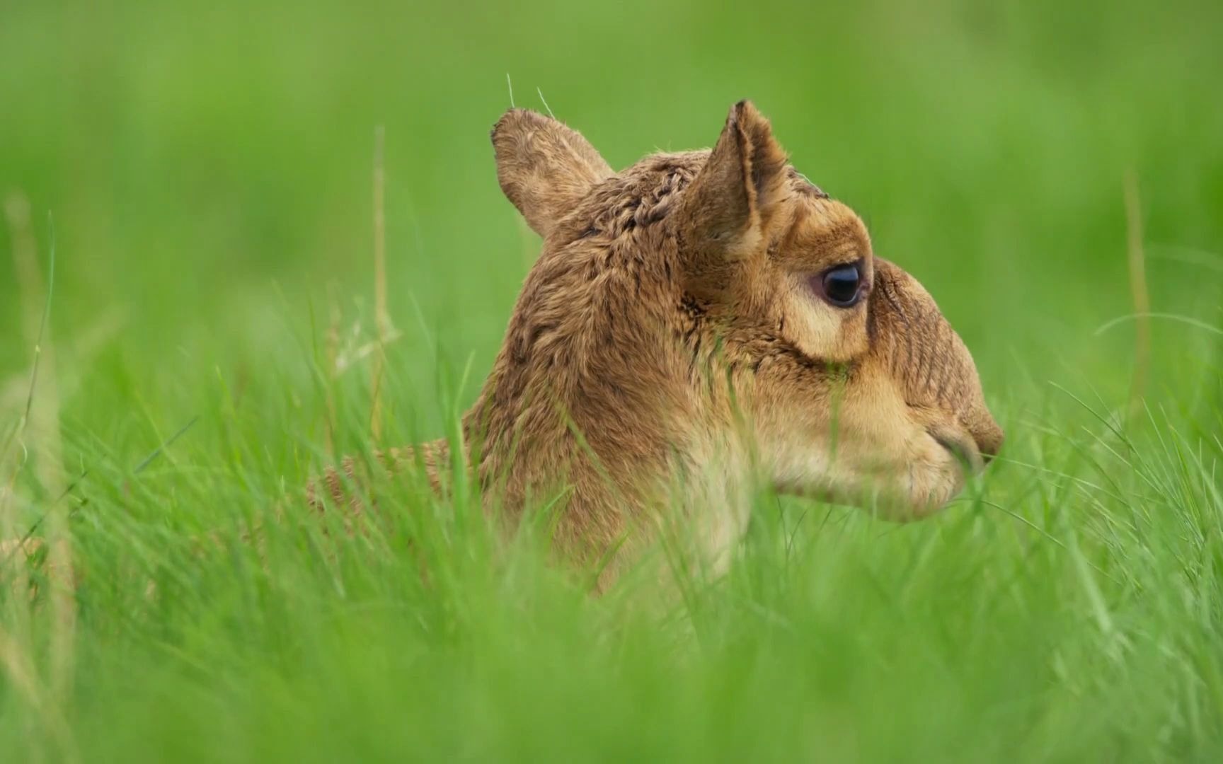 活动  地球脉动——高鼻羚羊