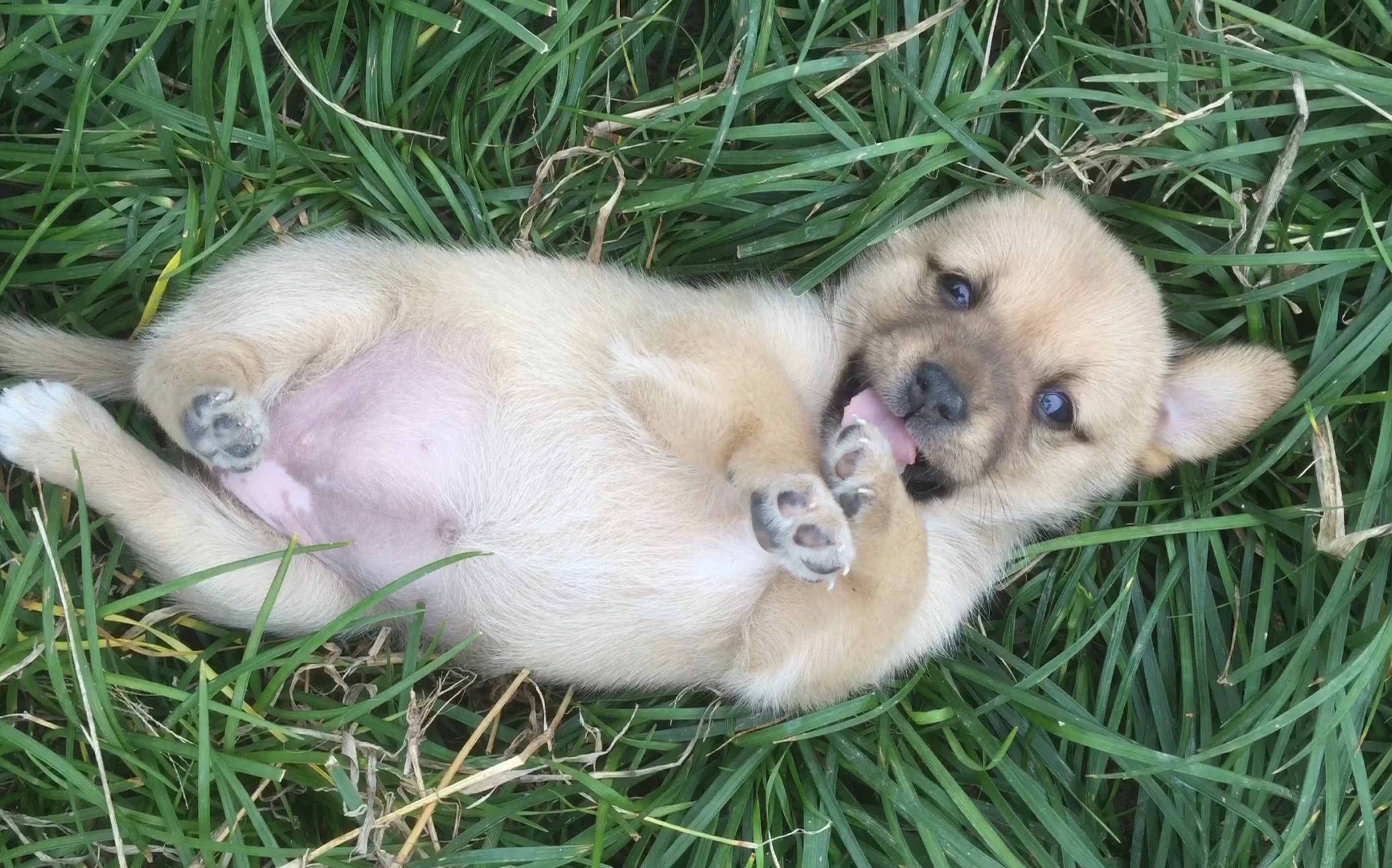 八月十五出生的田园犬,取名月饼吖