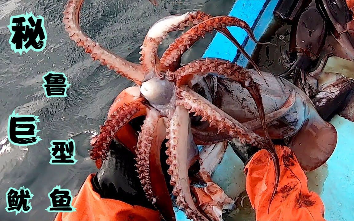 秘鲁深海抓巨型鱿鱼,个头跟小孩一样看着就凶猛,兄弟们来见识一下