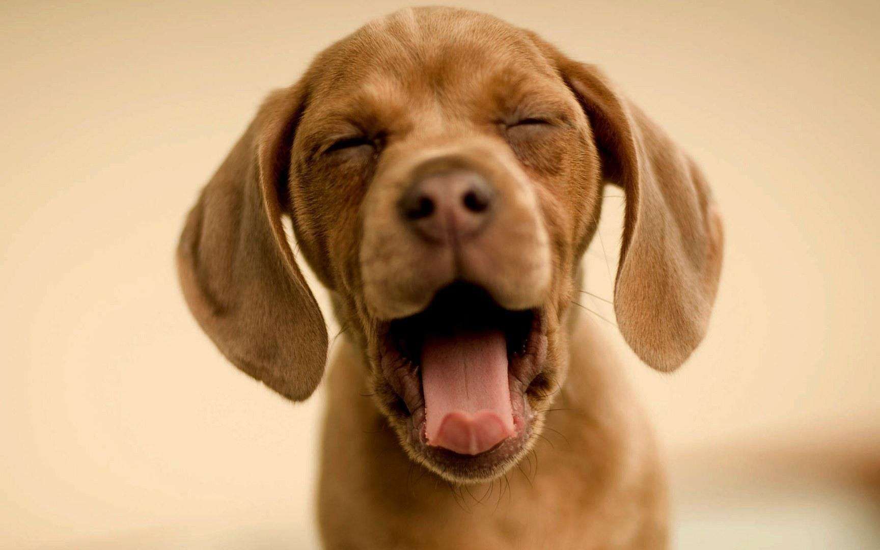 搞笑动物小孩合集!开屏雷击!你见过朝人吐口水的羊驼么?