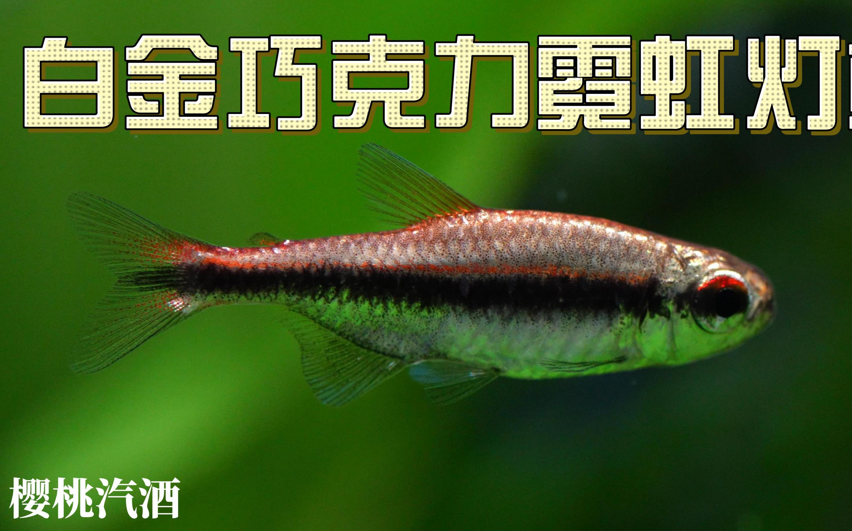 白金巧克力霓虹灯鱼