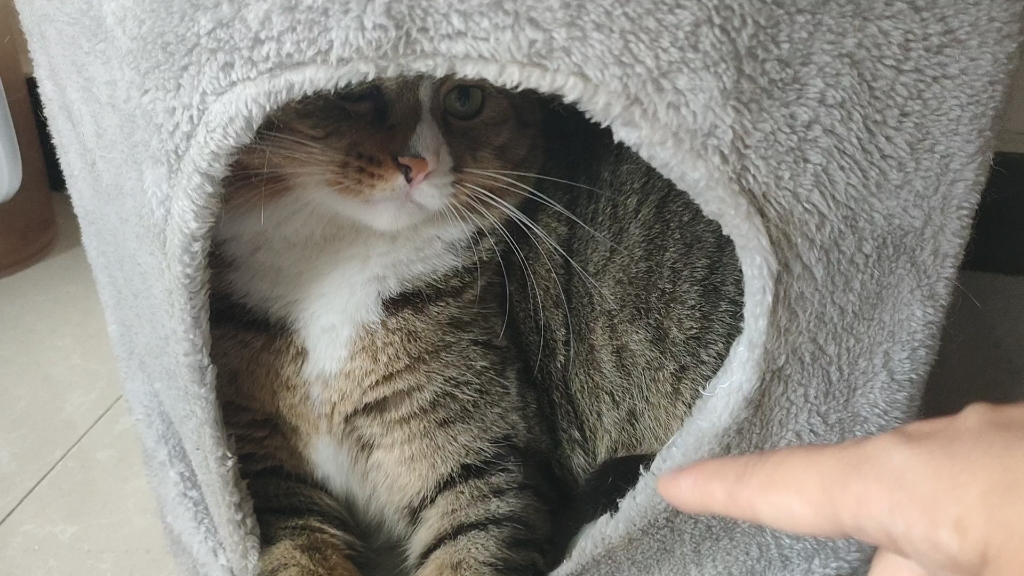 【王冻的日常】洞猫_哔哩哔哩_bilibili