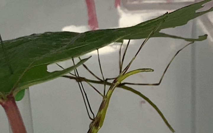 大佛竹节虫1龄-2龄蜕皮过程