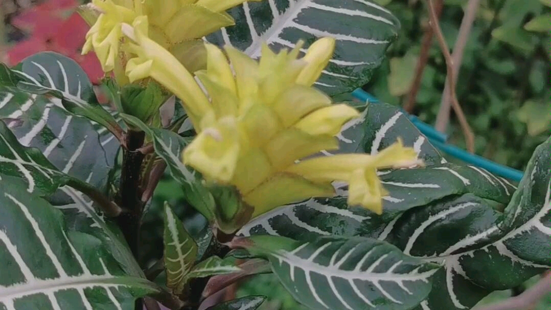 [图]银脉爵床斑马花斑马爵床银脉单药花爵床科绿植