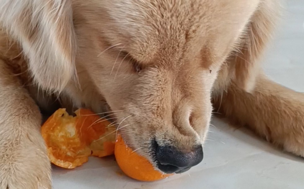 大嘴巴子吃橘子(明天洗狗)