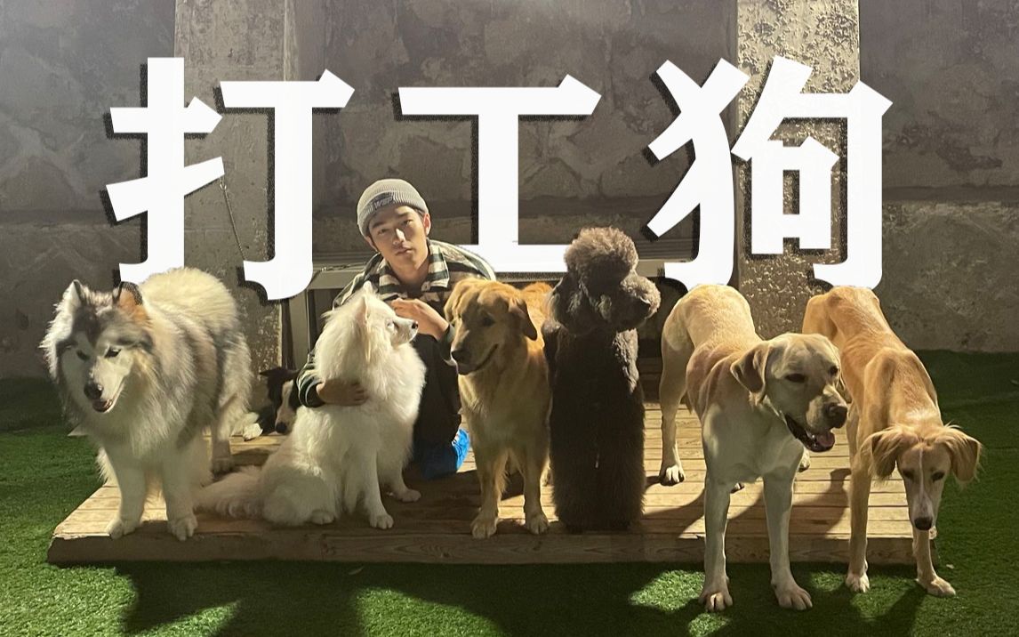 谁又不是打工狗虽然辛苦也幸福