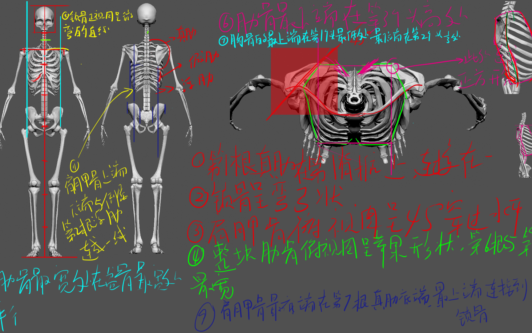 【小墨】艺用人体解剖个人分析躯干骨骼分析哔哩哔哩bilibili