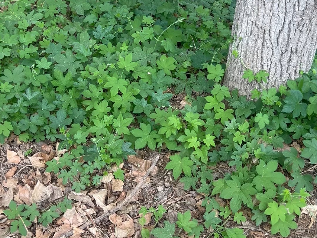 果园除草除不掉怎么办一定要用这款除草剂#精草铵膦铵盐除草剂 #果园除草剂 #服务三农支持三农 #果园除草哔哩哔哩bilibili