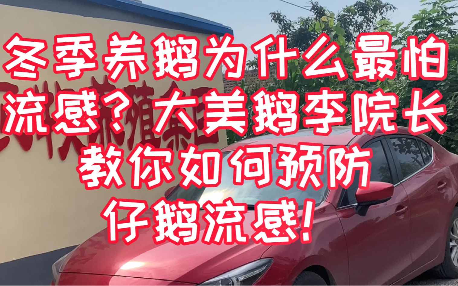 冬季养鹅为什么最怕流感?大美鹅李院长教你如何预防仔鹅流感!哔哩哔哩bilibili