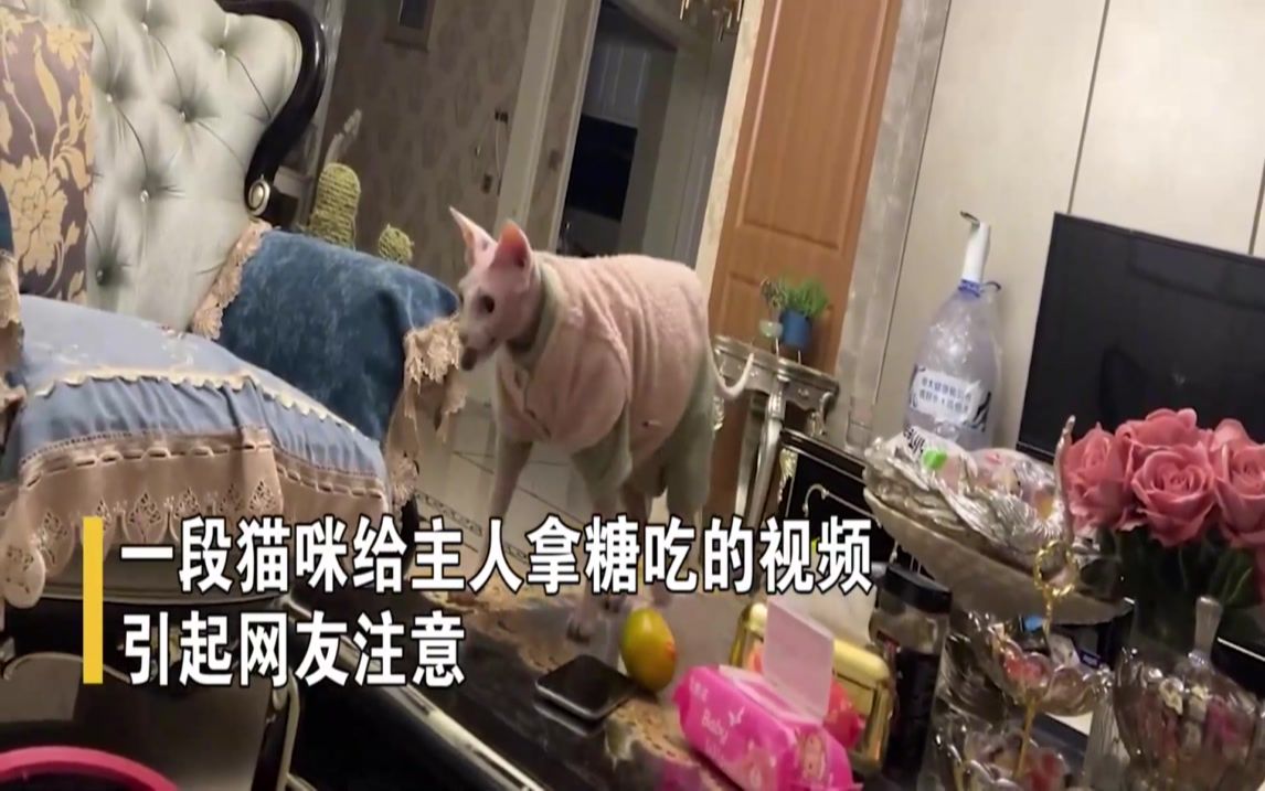 [图]猫咪叼糖递给主人，主人欣慰摸头吃掉糖果，结果猫咪一脸不可置信