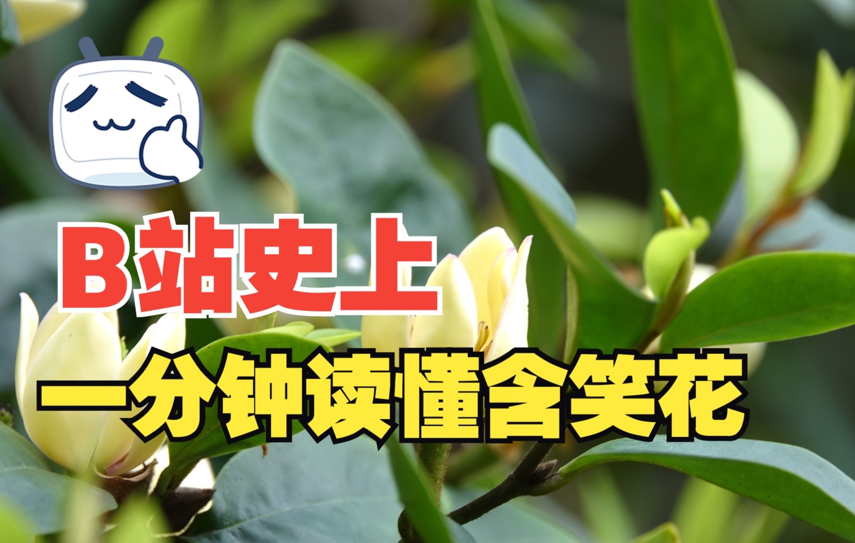 「植物图鉴」一分钟读懂含笑花哔哩哔哩bilibili