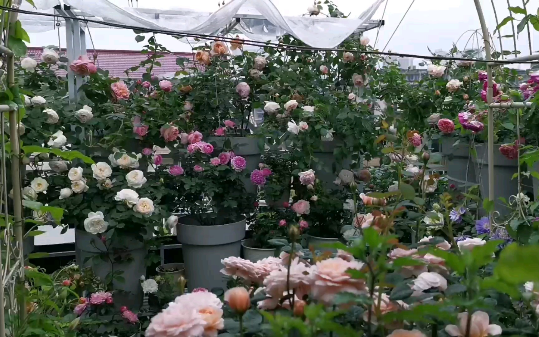 小可的极乐花园,4.25北露台月季花海一镜到底