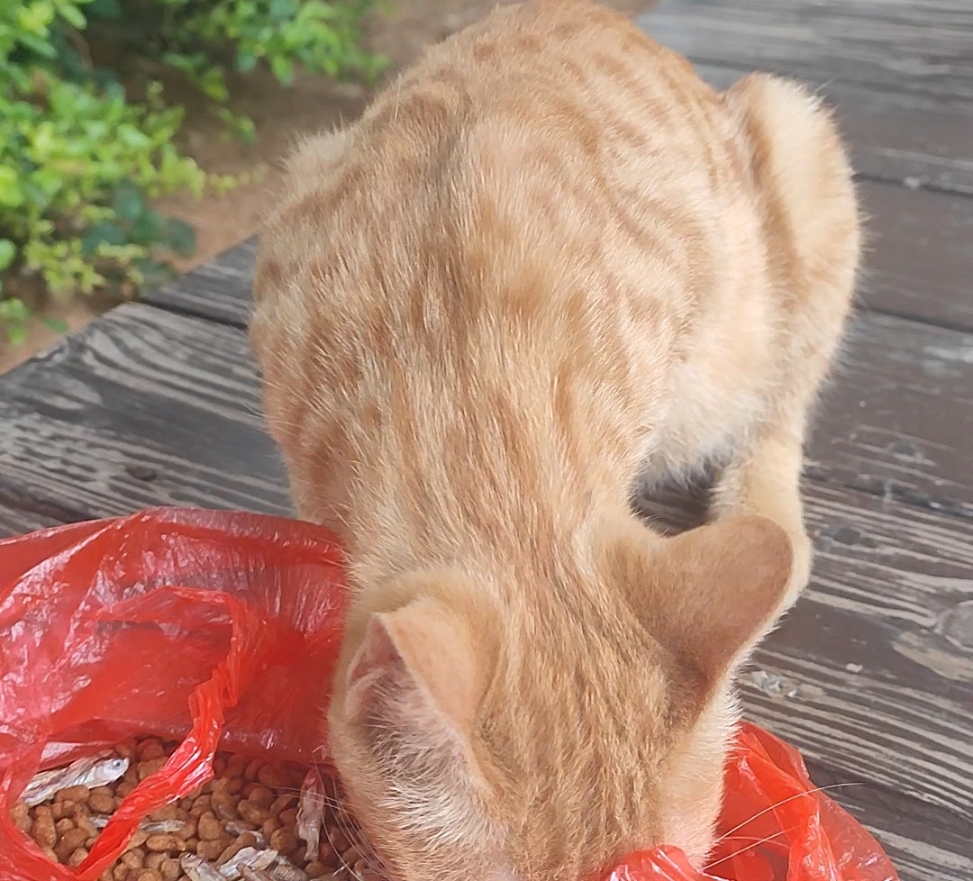 猫77--橘猫吃饭的时候都很快到场.