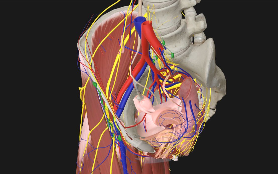 [图]局部解剖学-盆部与会阴3（盆腔脏器及其毗邻）