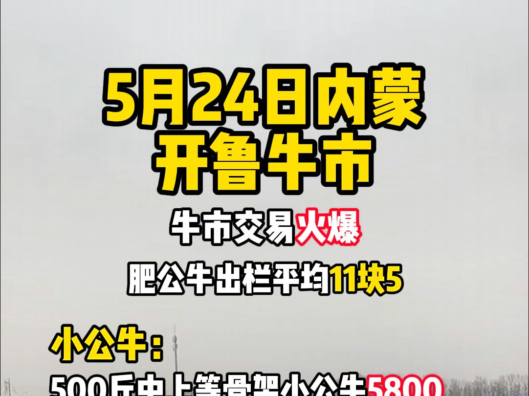 2024年5月24日,内蒙通辽开鲁牛市最新成交价格,价格涨了一点后稳定了下来,补栏的可以抓紧时间.哔哩哔哩bilibili